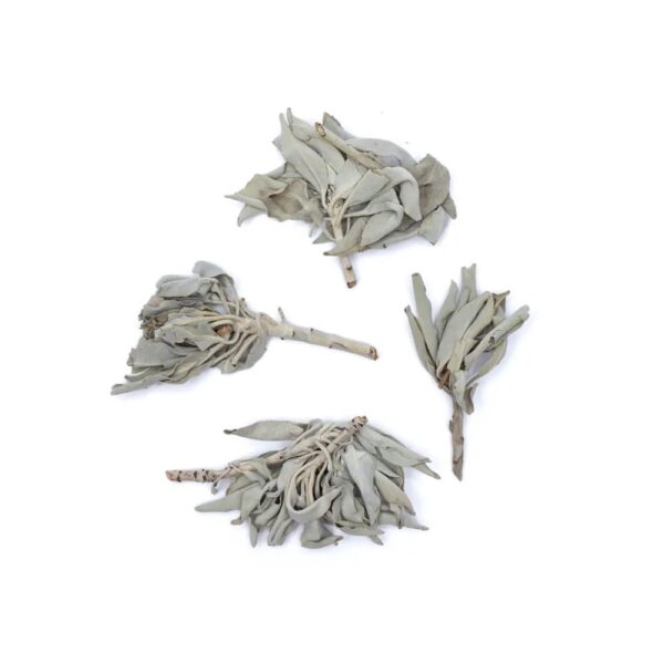 Vita salvia kluster (Salvia Apiana), 250 gram - Bild 2