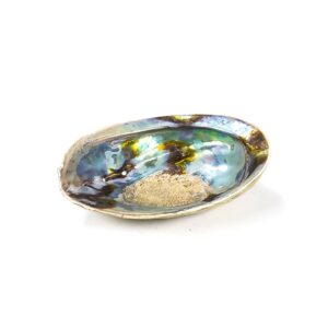 Regnbågs-Abalone (Paua) Haliotis Iris, 12,5 - 15,5 cm