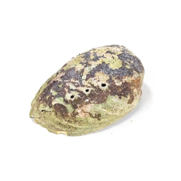 Regnbågs-Abalone (Paua) Haliotis Iris, 12,5 - 15,5 cm - Bild 2