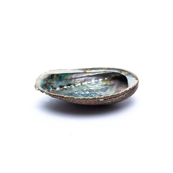 Grönt abalone-snäckskal Haliotis Fulgens M, ±12-16cm