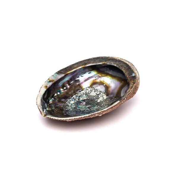 Grönt abalone-snäckskal Haliotis Fulgens L, ±15-17cm