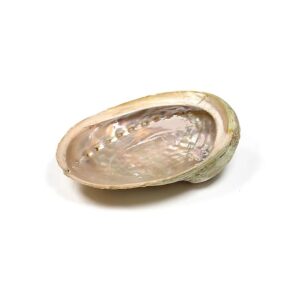 Abalone-skal Haliotis diversicolor M ±12-16 cm