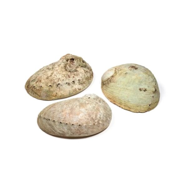 Abalone-skal Haliotis diversicolor M ±12-16 cm - Bild 2